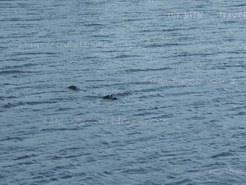 Аллигатор (дикий) в озере Clear Lake Аллигатор (дикий) в озере Clear Lake в West Palm Beach, Florida