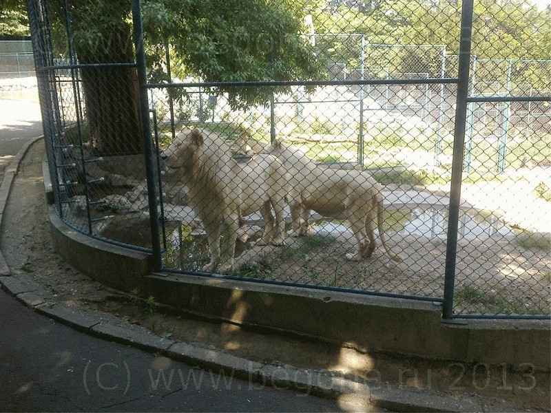 Белые южноафриканские львы в зоопарке Белграда
