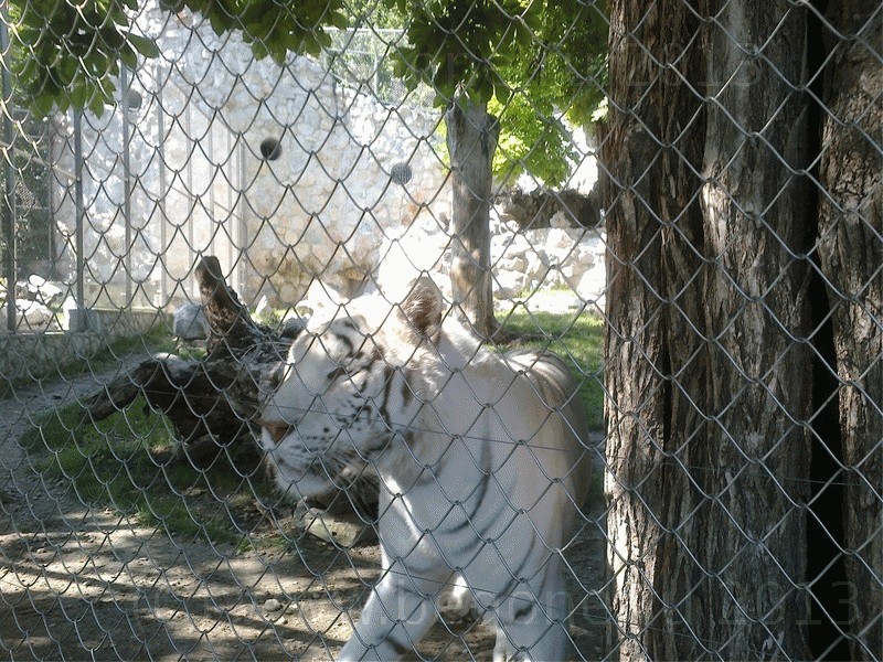 Белый тигр в зоопарке Белграда