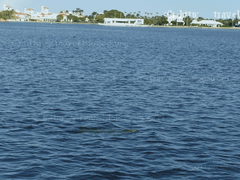 Дикий ламантин в Вест Палм Бич Дикий ламантин в West Palm Beach, Florida.