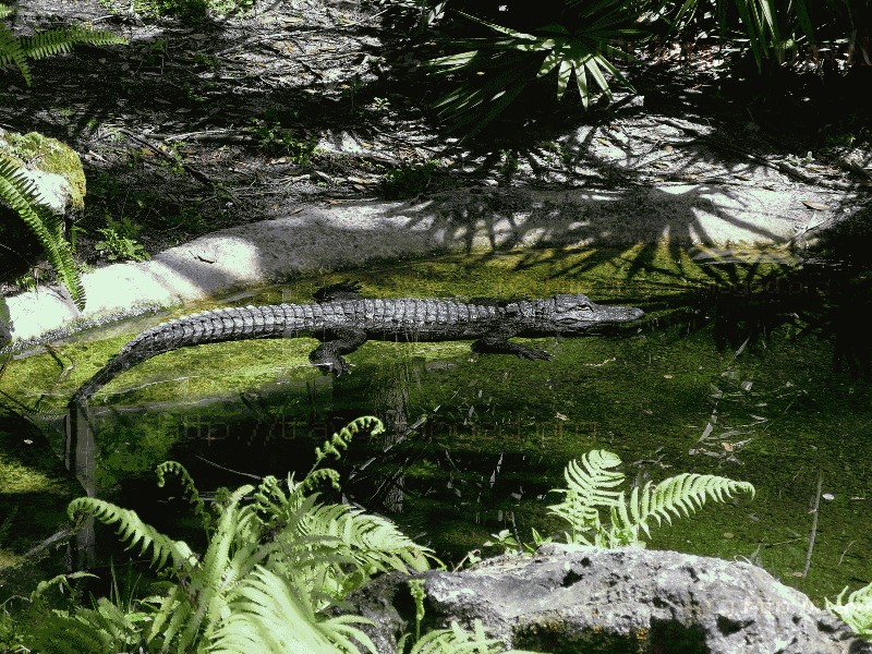 Аллигаторы в Орландо Аллигаторы в парке Sea World, Orlando, Florida.