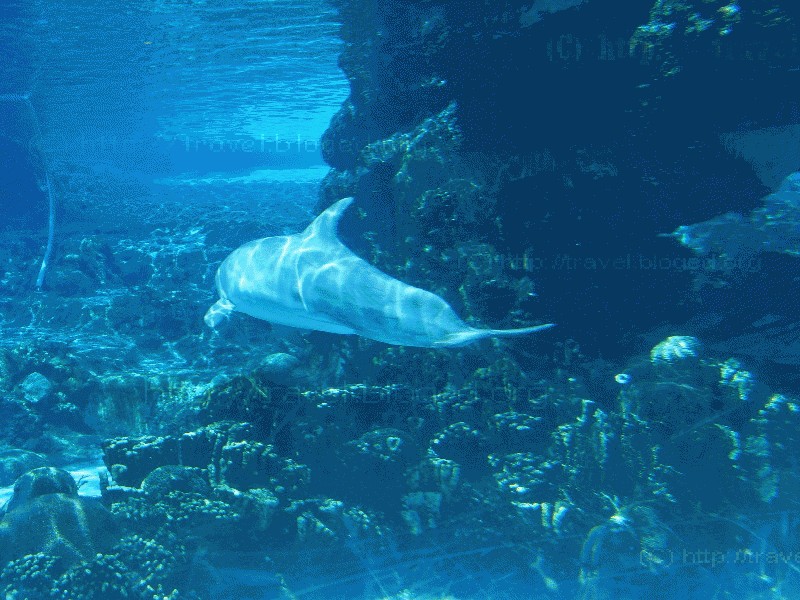 Дельфин Дельфин в парке Sea World, Orlando, Florida.