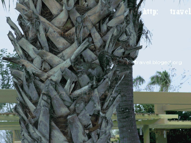 Белка на пальме, Florida.
