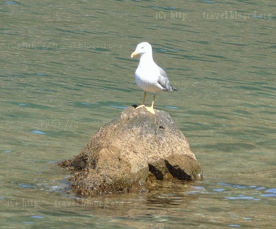 Чайка, сидит на камне в Тиватском залива