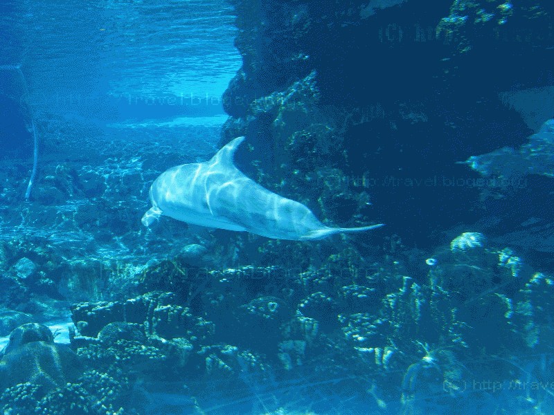 Дельфин в парке Sea World, Orlando, Florida.