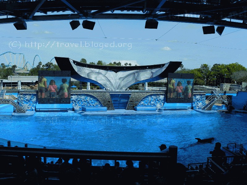 Шоу с касатками в Sea World, Orlando, Florida.